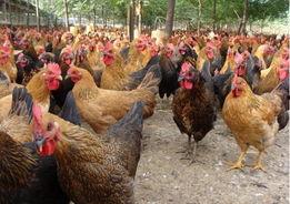 鸡棚塌了爆料视频,现场视频曝光引关注 第1张 鸡棚塌了爆料视频,现场视频曝光引关注 第1张