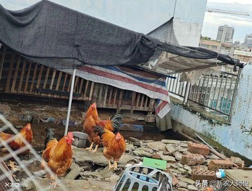 鸡棚塌了爆料视频,现场视频曝光引关注 第3张 鸡棚塌了爆料视频,现场视频曝光引关注 第3张